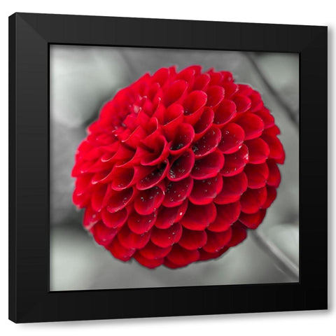 Dahlia Flowers Black Modern Wood Framed Art Print by Frank, Assaf