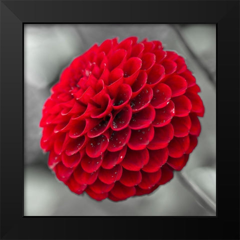 Dahlia Flowers Black Modern Wood Framed Art Print by Frank, Assaf