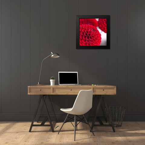 Dahlia Flowers Black Modern Wood Framed Art Print by Frank, Assaf