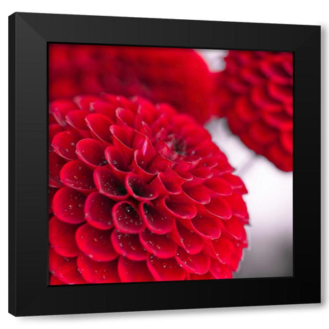 Dahlia Flowers Black Modern Wood Framed Art Print by Frank, Assaf