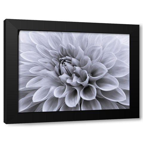 Dahlia flower - Full frame Black Modern Wood Framed Art Print by Frank, Assaf