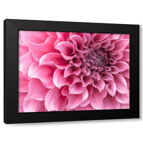 Dahlia flower - Full frame Black Modern Wood Framed Art Print with Double Matting by Frank, Assaf