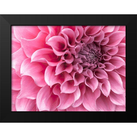 Dahlia flower - Full frame Black Modern Wood Framed Art Print by Frank, Assaf