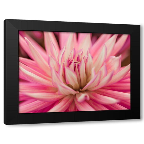 Dahlia Flower Black Modern Wood Framed Art Print by Frank, Assaf
