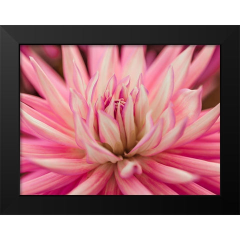 Dahlia Flower Black Modern Wood Framed Art Print by Frank, Assaf