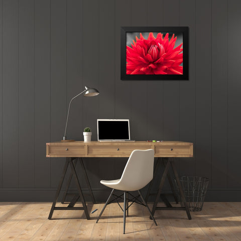 Dahlia Flowers Black Modern Wood Framed Art Print by Frank, Assaf