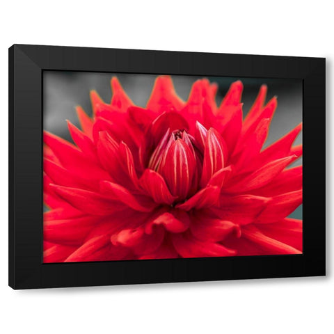 Dahlia Flowers Black Modern Wood Framed Art Print by Frank, Assaf
