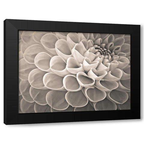 Dahlia Flowers Black Modern Wood Framed Art Print by Frank, Assaf