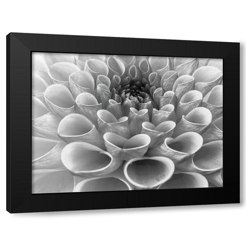 Dahlia Flower Black Modern Wood Framed Art Print with Double Matting by Frank, Assaf