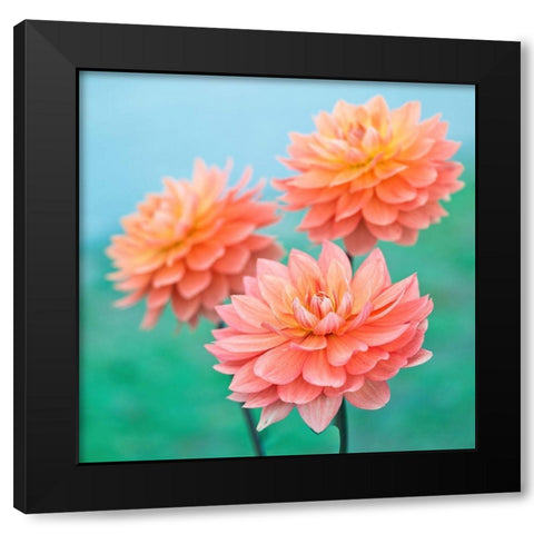 Dahlia Flowers Black Modern Wood Framed Art Print by Frank, Assaf