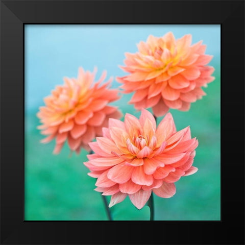 Dahlia Flowers Black Modern Wood Framed Art Print by Frank, Assaf