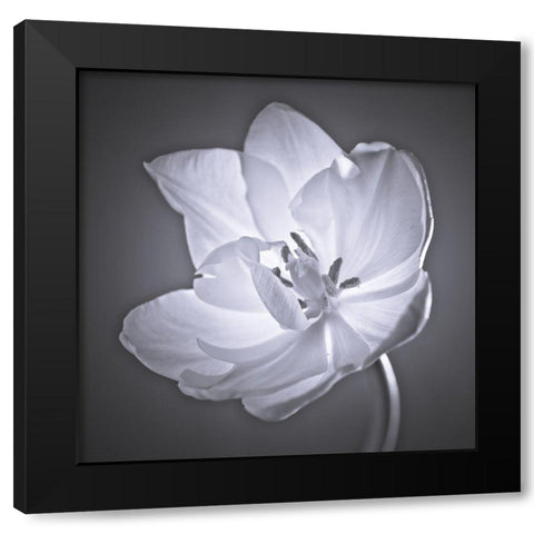Tulip flower Black Modern Wood Framed Art Print by Frank, Assaf