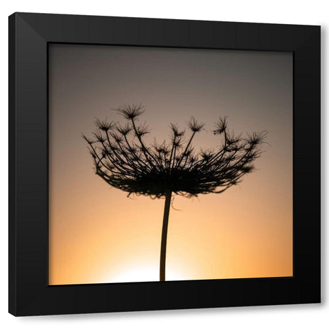 Sillouette of a bishops weed Black Modern Wood Framed Art Print by Frank, Assaf