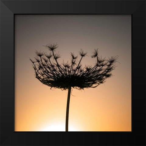 Sillouette of a bishops weed Black Modern Wood Framed Art Print by Frank, Assaf