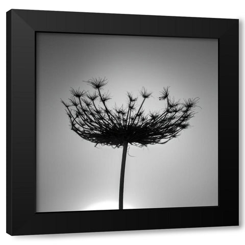 Sillouette of a bishops weed Black Modern Wood Framed Art Print by Frank, Assaf
