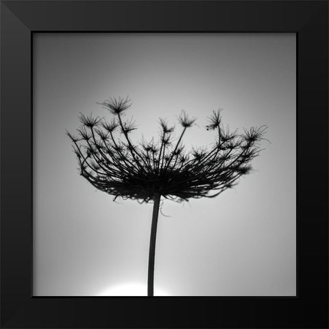 Sillouette of a bishops weed Black Modern Wood Framed Art Print by Frank, Assaf