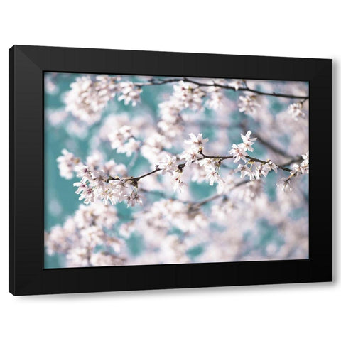 Blossom flowers Black Modern Wood Framed Art Print with Double Matting by Frank, Assaf