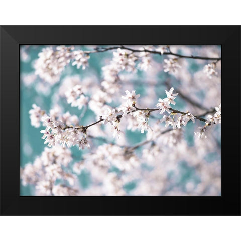 Blossom flowers Black Modern Wood Framed Art Print by Frank, Assaf
