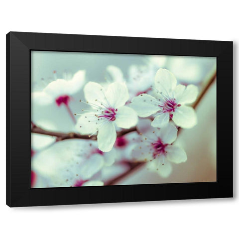 Fresh and beautiful Cheery Blossoms Black Modern Wood Framed Art Print by Frank, Assaf
