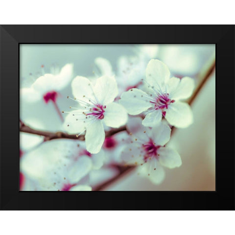 Fresh and beautiful Cheery Blossoms Black Modern Wood Framed Art Print by Frank, Assaf