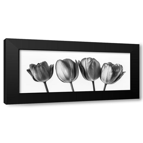 Four tulips, FTBR-1795 Black Modern Wood Framed Art Print by Frank, Assaf