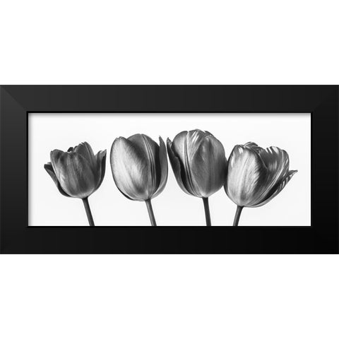Four tulips, FTBR-1795 Black Modern Wood Framed Art Print by Frank, Assaf