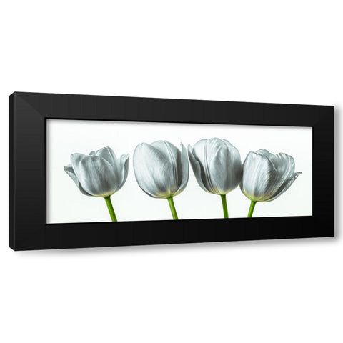Four tulips Black Modern Wood Framed Art Print by Frank, Assaf