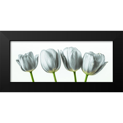 Four tulips Black Modern Wood Framed Art Print by Frank, Assaf