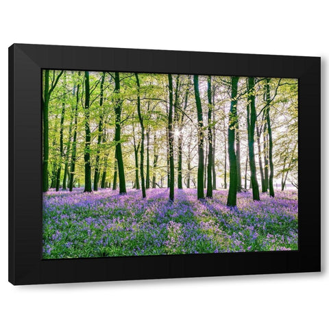 Bluebells covering forest floor Black Modern Wood Framed Art Print by Frank, Assaf
