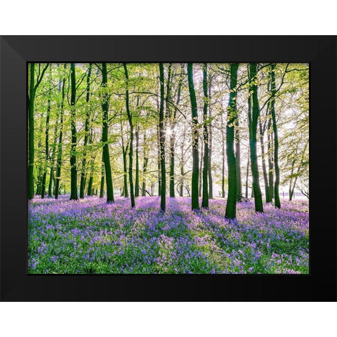 Bluebells covering forest floor Black Modern Wood Framed Art Print by Frank, Assaf