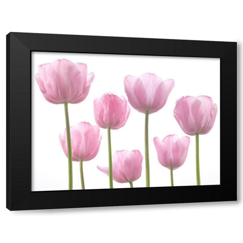 Tulips Black Modern Wood Framed Art Print by Frank, Assaf