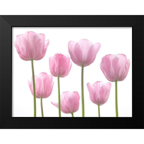 Tulips Black Modern Wood Framed Art Print by Frank, Assaf