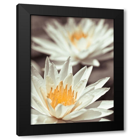 Water Lilies Black Modern Wood Framed Art Print by Frank, Assaf