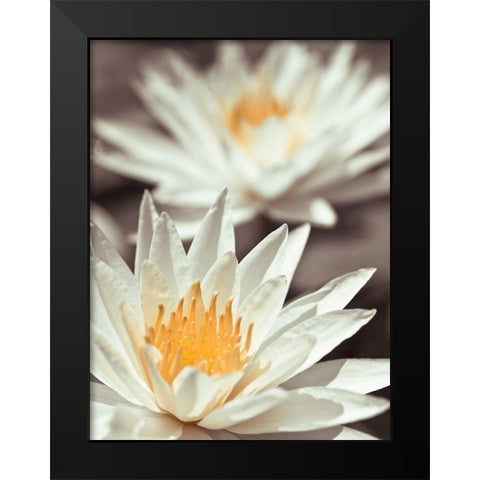 Water Lilies Black Modern Wood Framed Art Print by Frank, Assaf