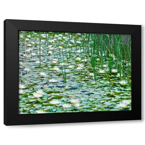 Water Lilies Black Modern Wood Framed Art Print by Frank, Assaf
