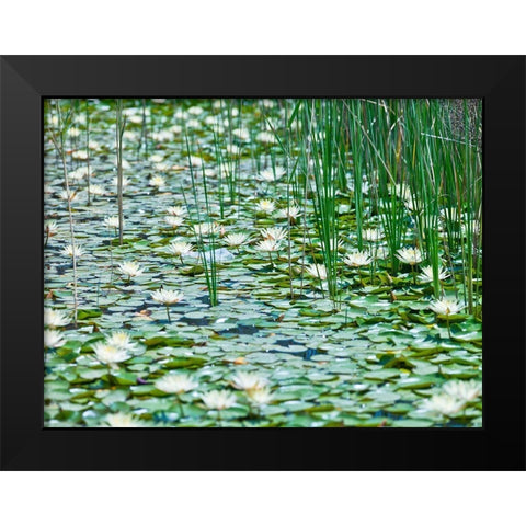 Water Lilies Black Modern Wood Framed Art Print by Frank, Assaf