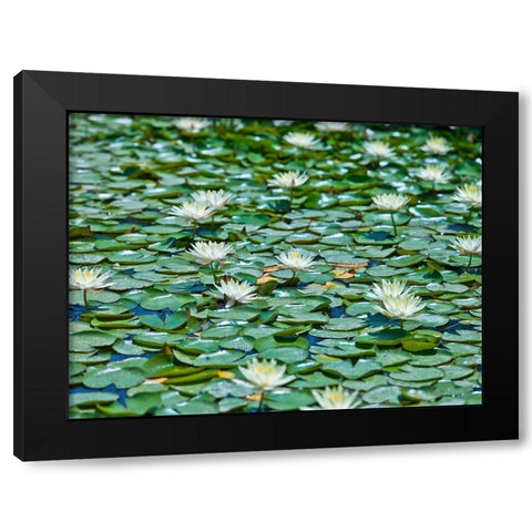 Water Lilies Black Modern Wood Framed Art Print by Frank, Assaf