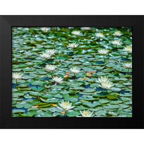 Water Lilies Black Modern Wood Framed Art Print by Frank, Assaf