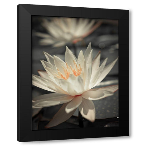 Water Lily Black Modern Wood Framed Art Print by Frank, Assaf