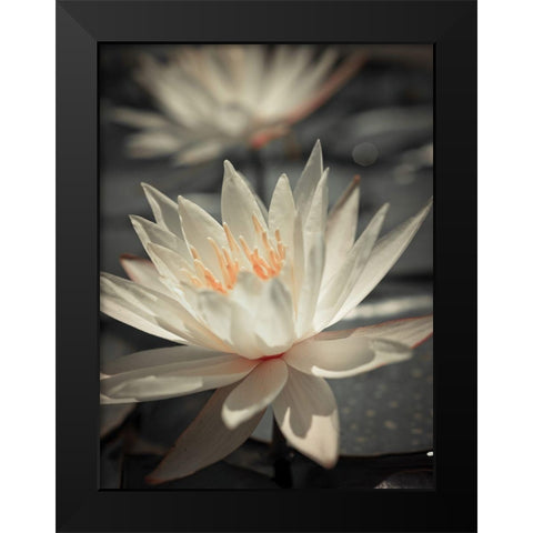 Water Lily Black Modern Wood Framed Art Print by Frank, Assaf