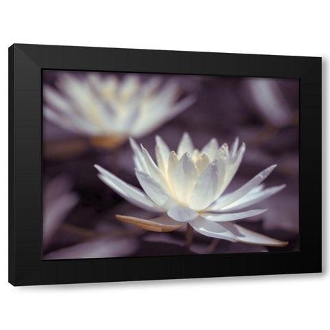 Water Lilies Black Modern Wood Framed Art Print by Frank, Assaf