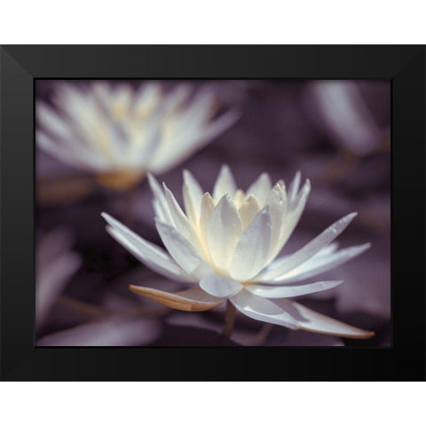 Water Lilies Black Modern Wood Framed Art Print by Frank, Assaf