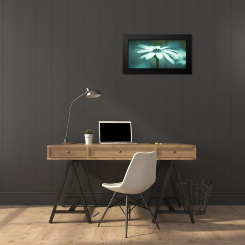 Daisy Flower Black Modern Wood Framed Art Print by Frank, Assaf