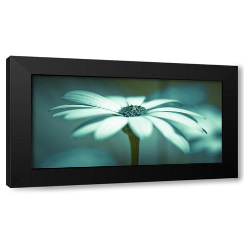 Daisy Flower Black Modern Wood Framed Art Print by Frank, Assaf