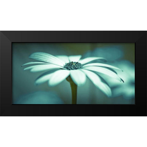 Daisy Flower Black Modern Wood Framed Art Print by Frank, Assaf
