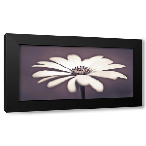 Daisy Flower Black Modern Wood Framed Art Print by Frank, Assaf