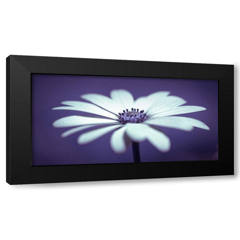 Daisy Flower Black Modern Wood Framed Art Print by Frank, Assaf