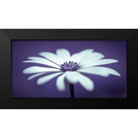 Daisy Flower Black Modern Wood Framed Art Print by Frank, Assaf