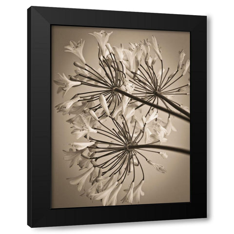 African Lily Black Modern Wood Framed Art Print by Frank, Assaf
