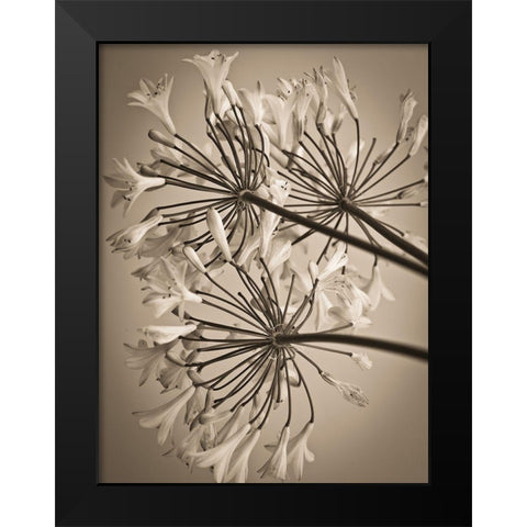 African Lily Black Modern Wood Framed Art Print by Frank, Assaf